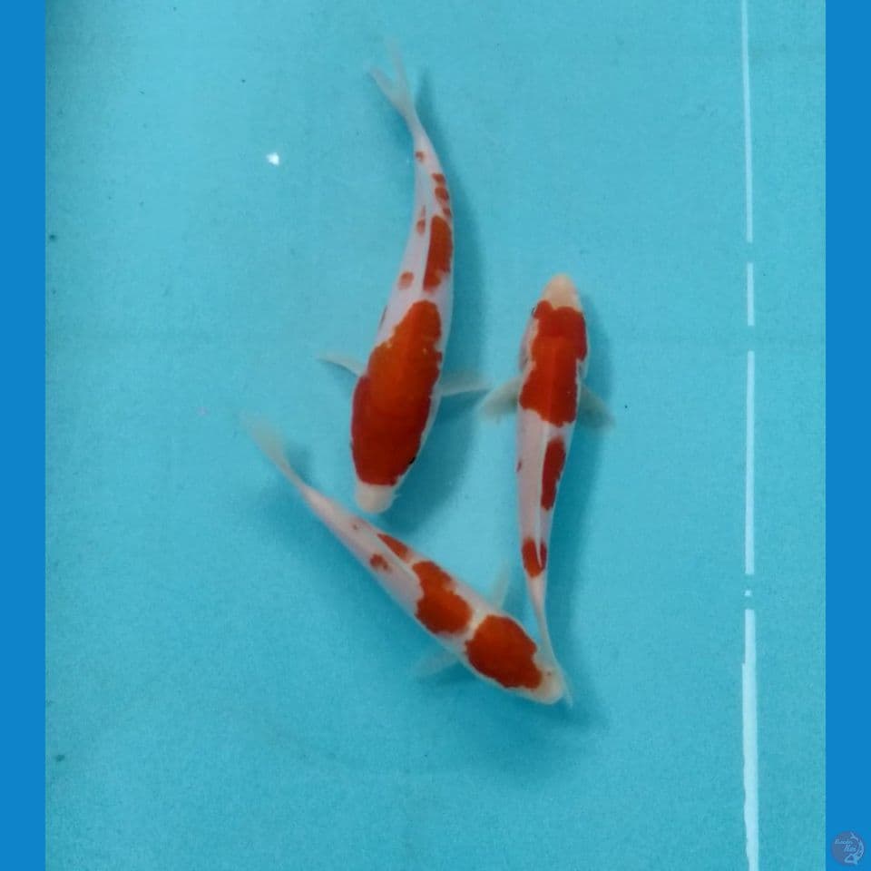 kohaku 15BU