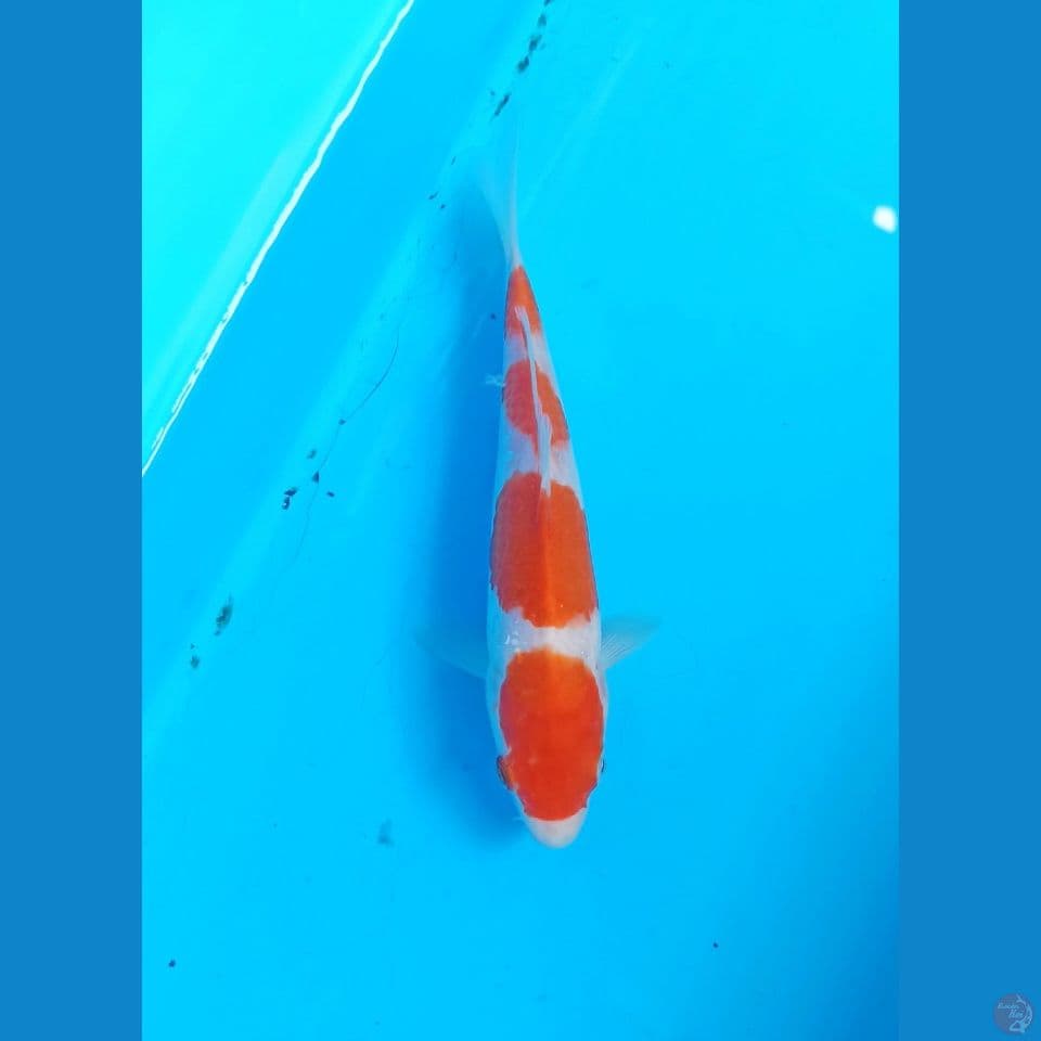 Kohaku 17cm