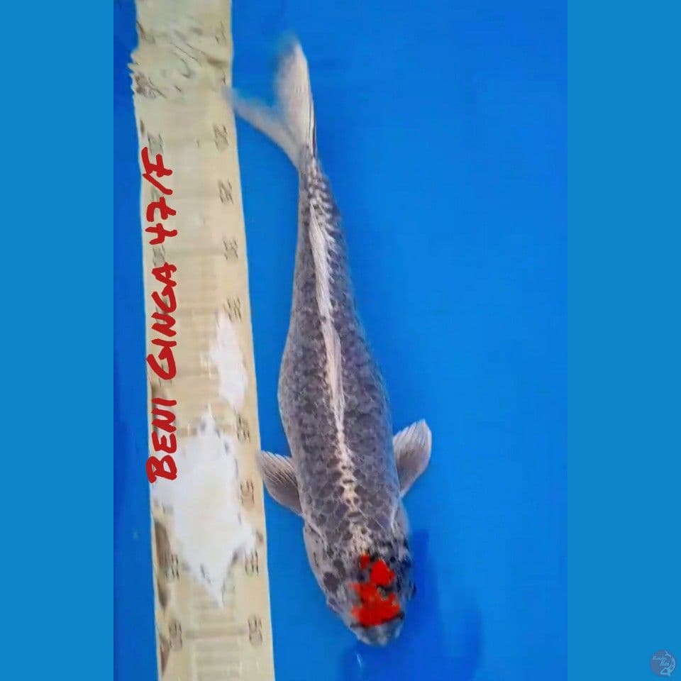 JUMBO 47/F BENI GINGA