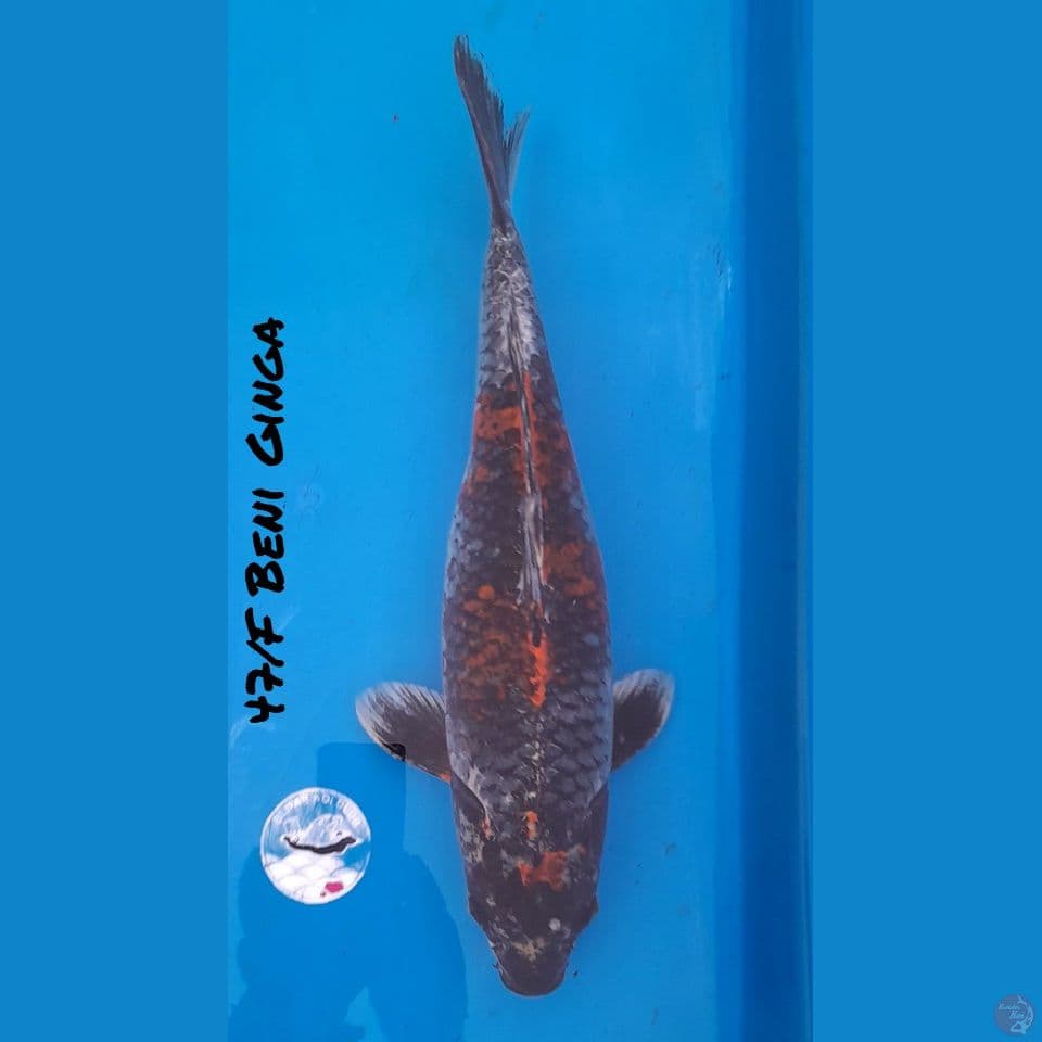47/F Jumbo BENI GINGA