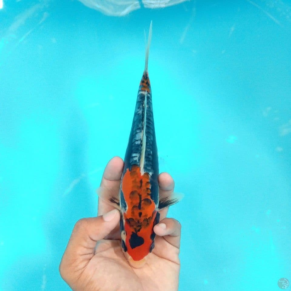 BENI KIKO 21CM