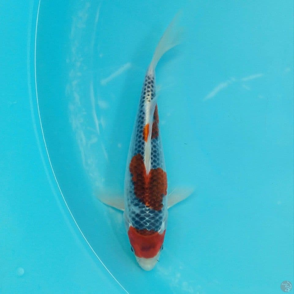 GOSHIKI RACING 21CM