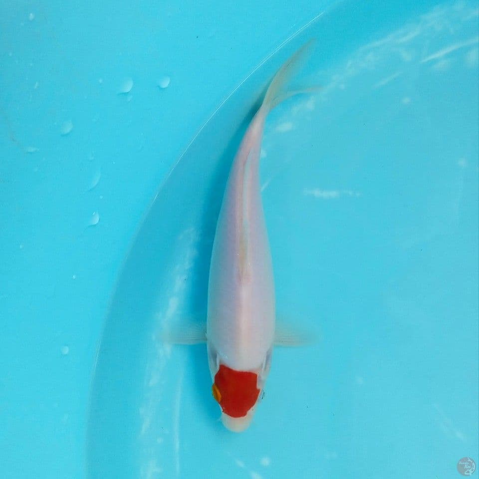 TANCHO ORI 21CM