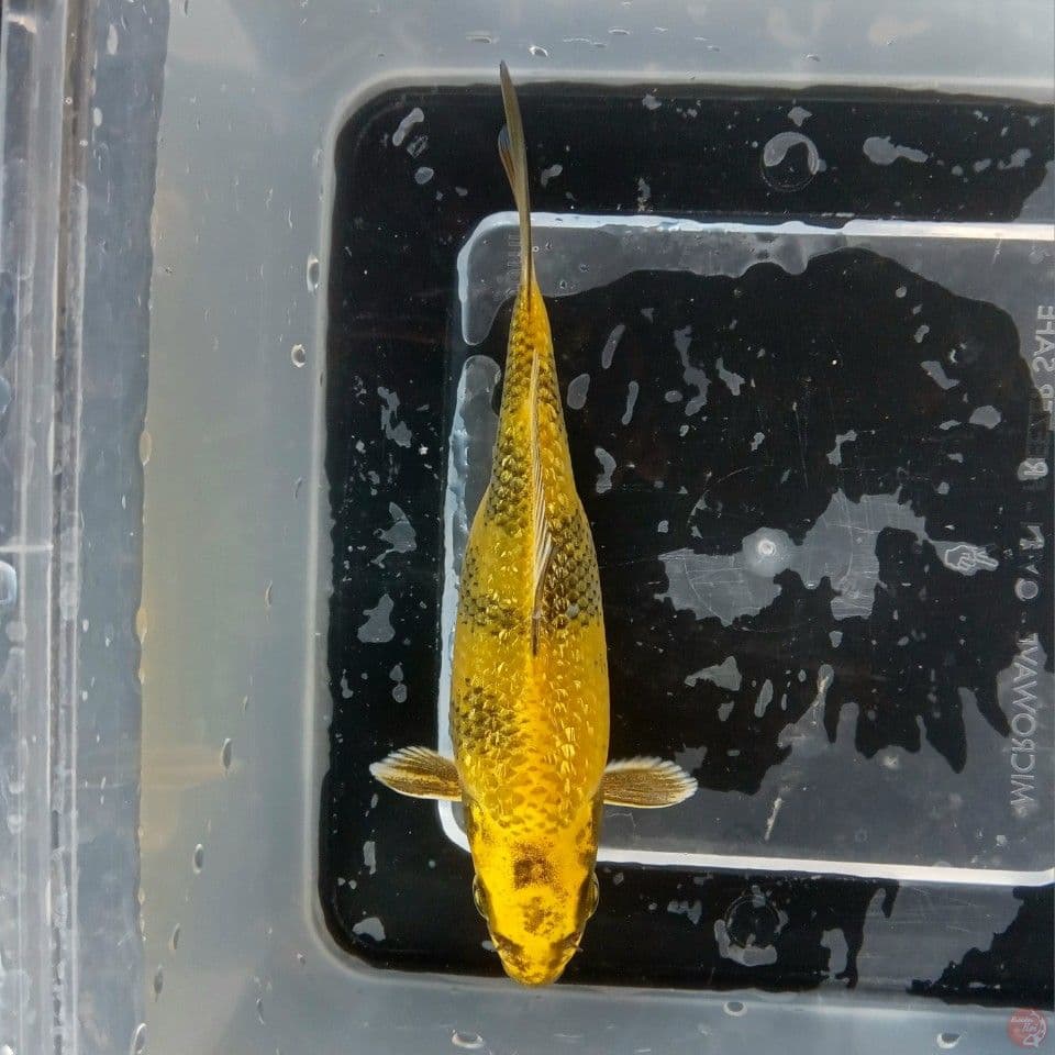 YELLOW HIKARI UTSURI GINRIN 14CM