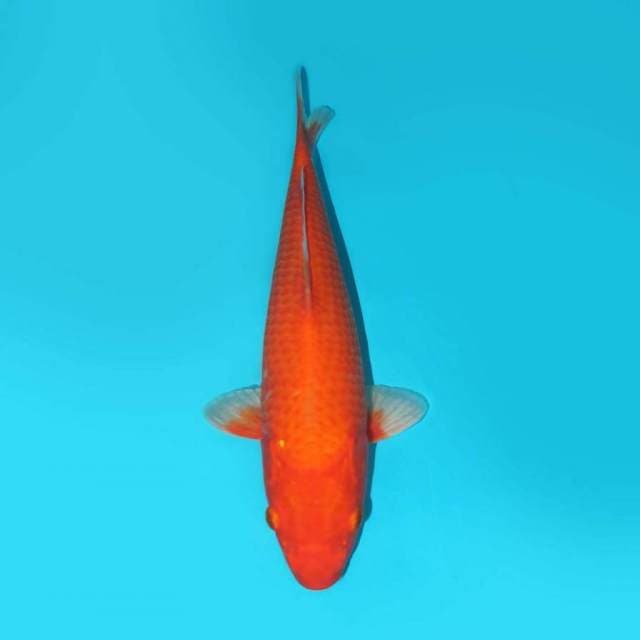 YG_BENIGOI_24CM