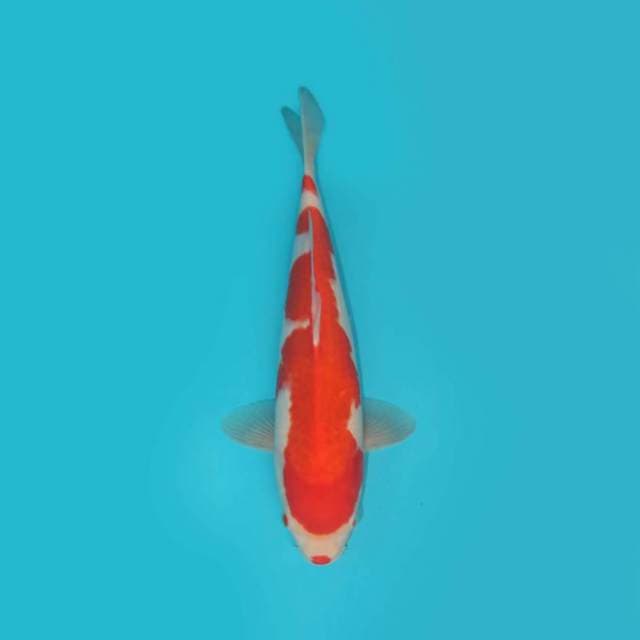 YG_KOHAKU_37 CM