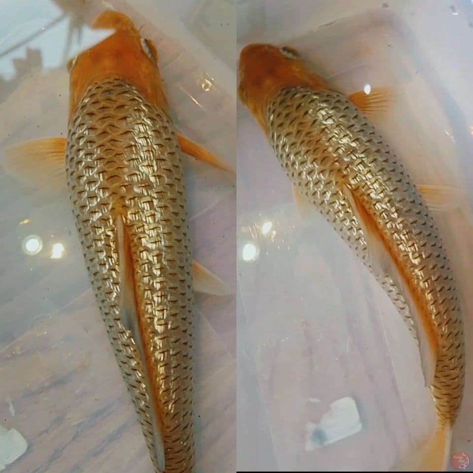 karamel ginrin
