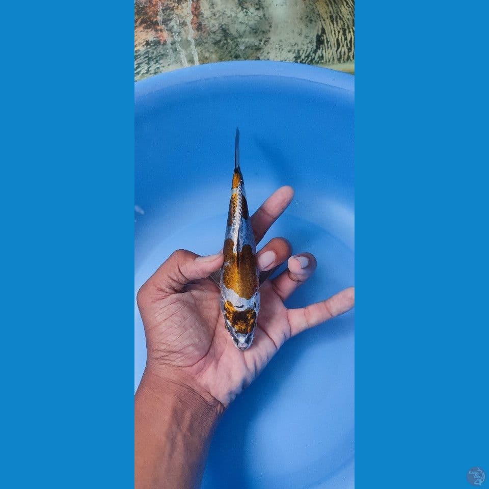 kikoryu ready Segala medan