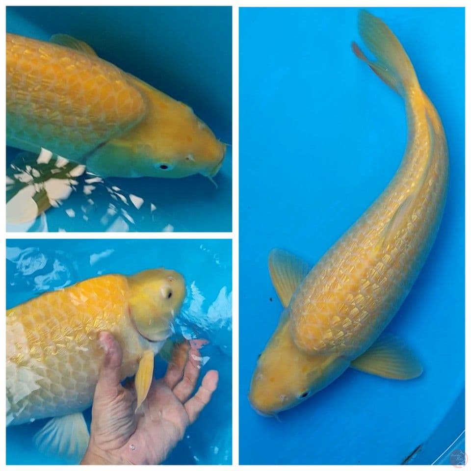 55BU MALE MUNUK Karashi Ginrin