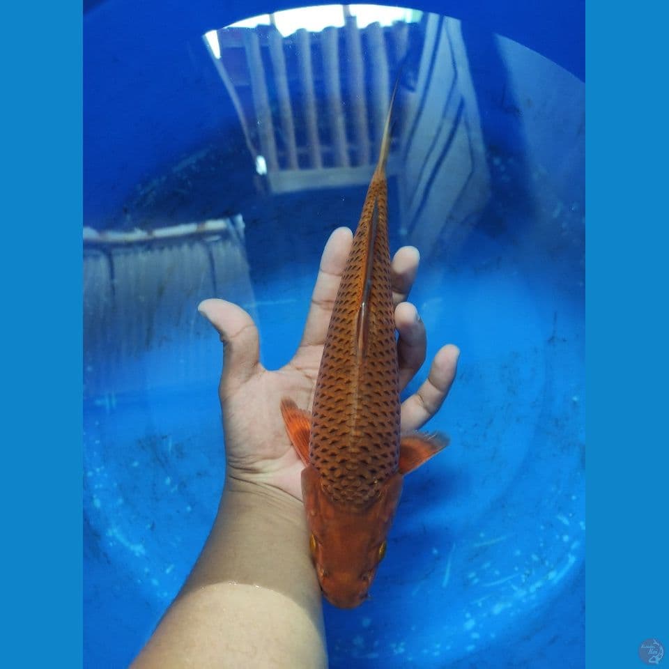 Caramel Br. Pak Purnadi 34 cm Male