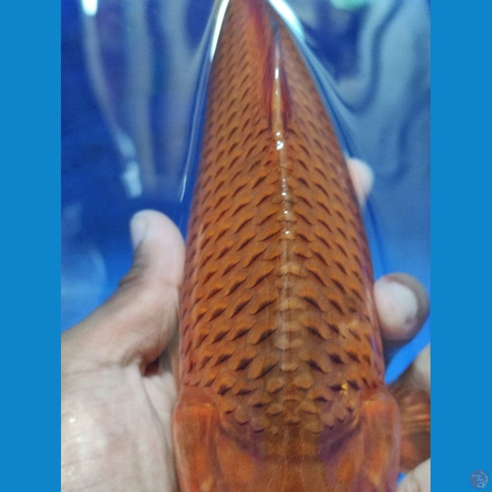Caramel Br. Pak Purnadi 34 cm Male