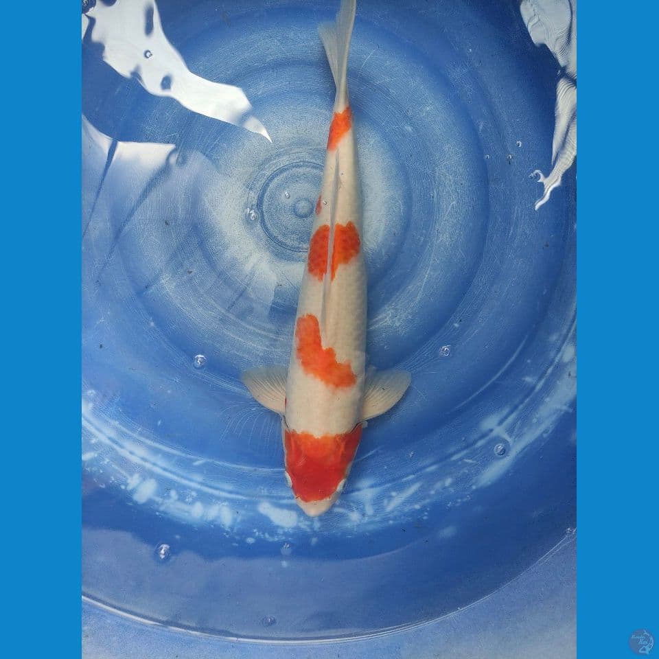 Good Kohaku M. 55 cm