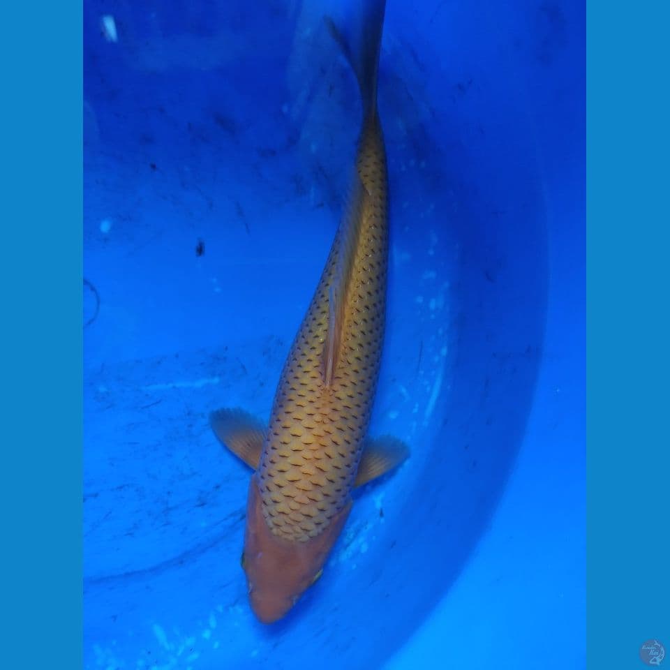 Caramel 35 cm. Male.. Br. pak Purnadi