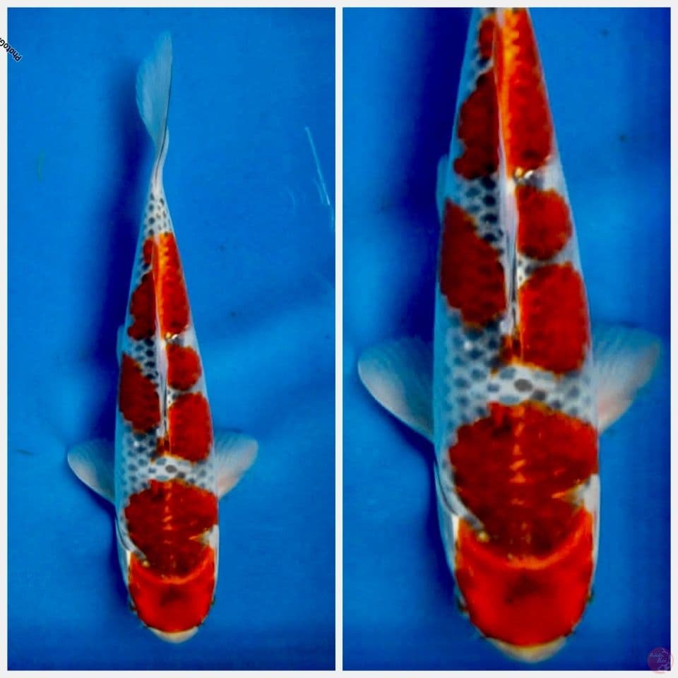 Goshiki reacing 23cm male