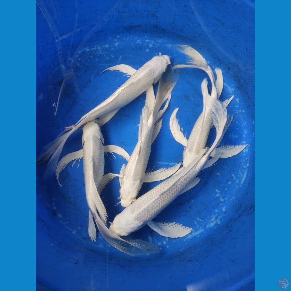 5 ekor slayer platinum gondrong putih salju 30/35 cm