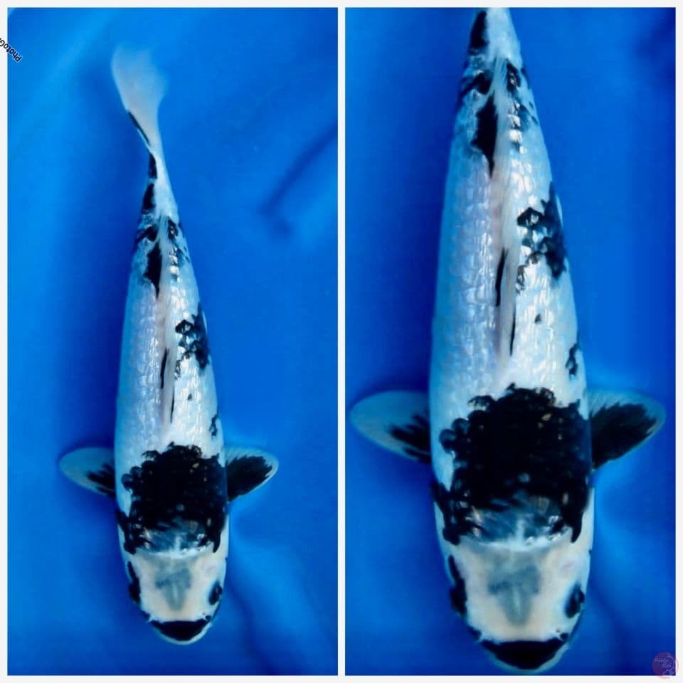 Shiro full gingrin 38cm