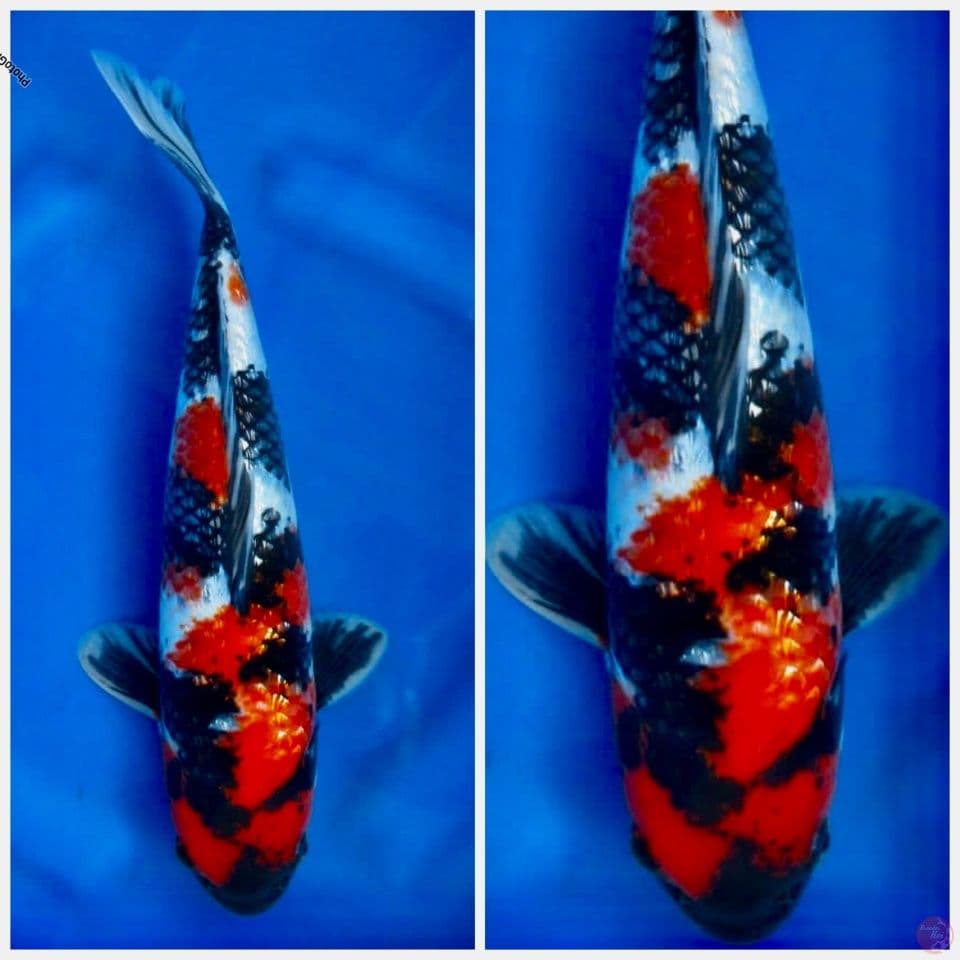 Showa full gingrin 35cm male
