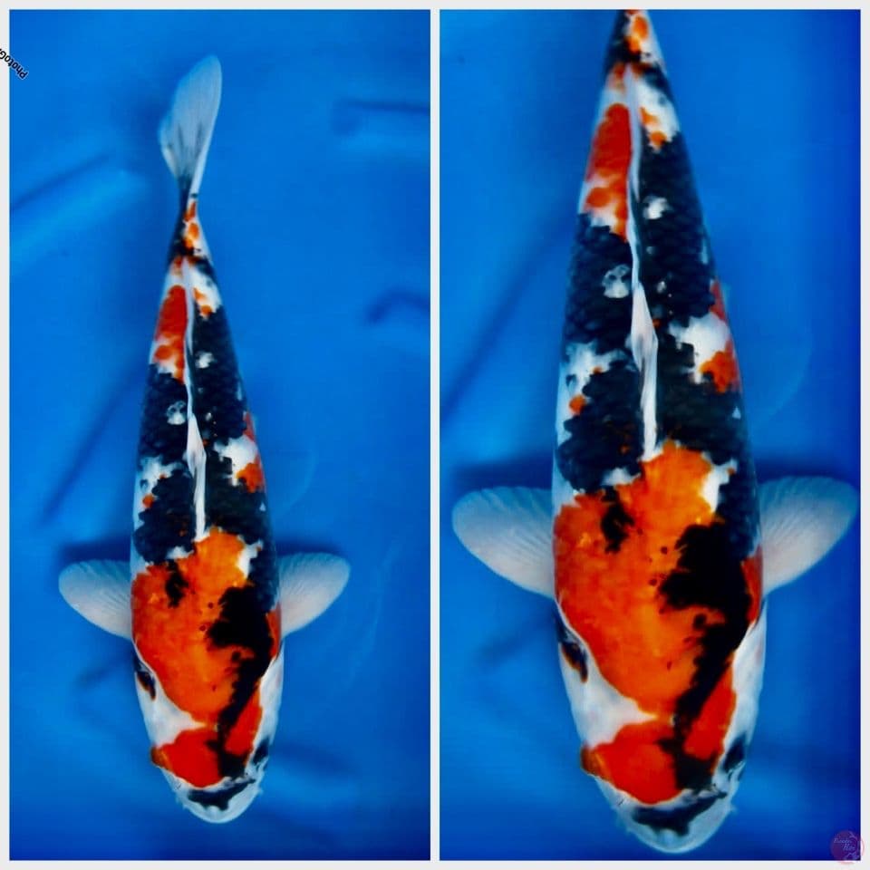 Showa F1 43cm