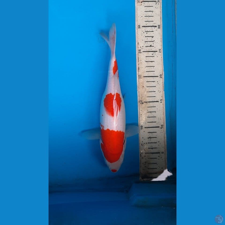 kohaku