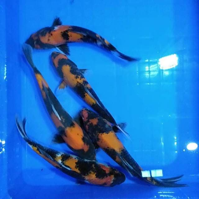 25cm HI SHOWA