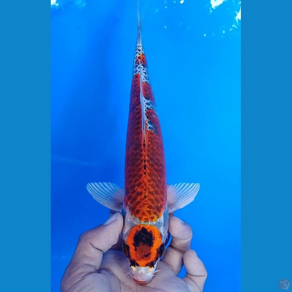 maruten kujaku size : 25 cm.m