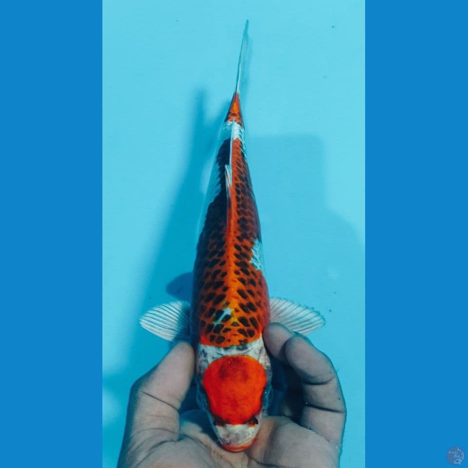 RED 27