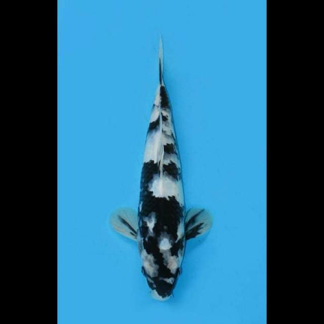 Dragon Of Shiro - Putih Salju - 27cm