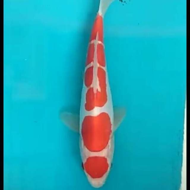 Kohaku.mantul.size.19cm