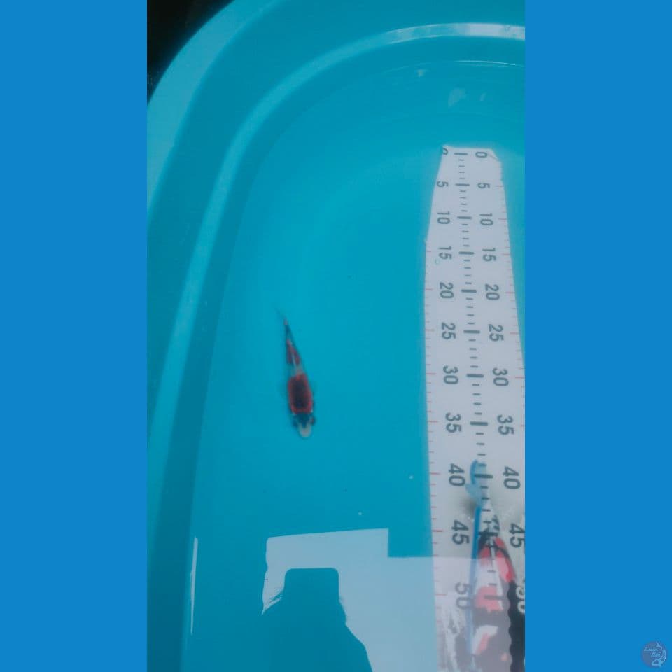 Goshiki 3step 15cm™