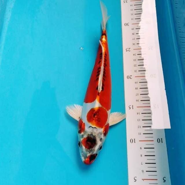 Original kikokuryu bagus