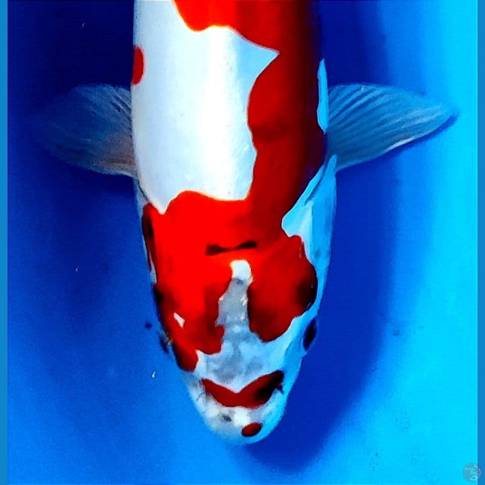 Doitsu Murni Original 35cm