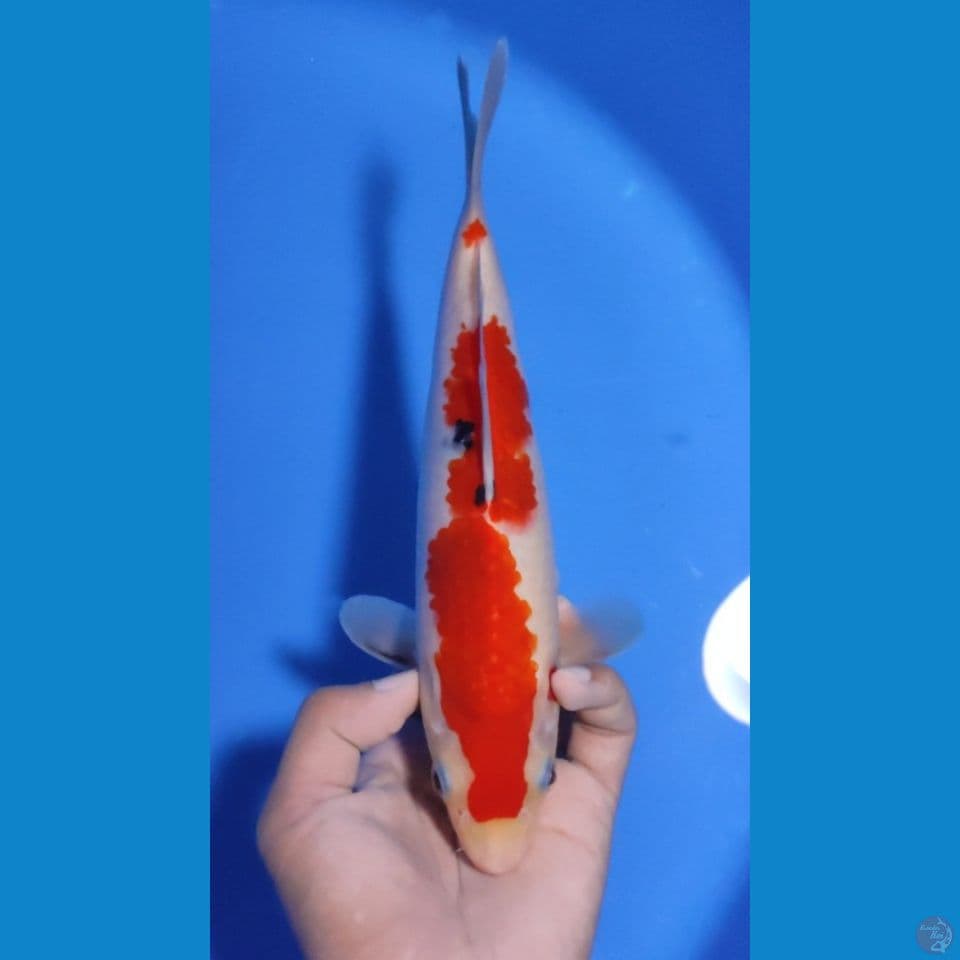 SANKE 25CM - MALE