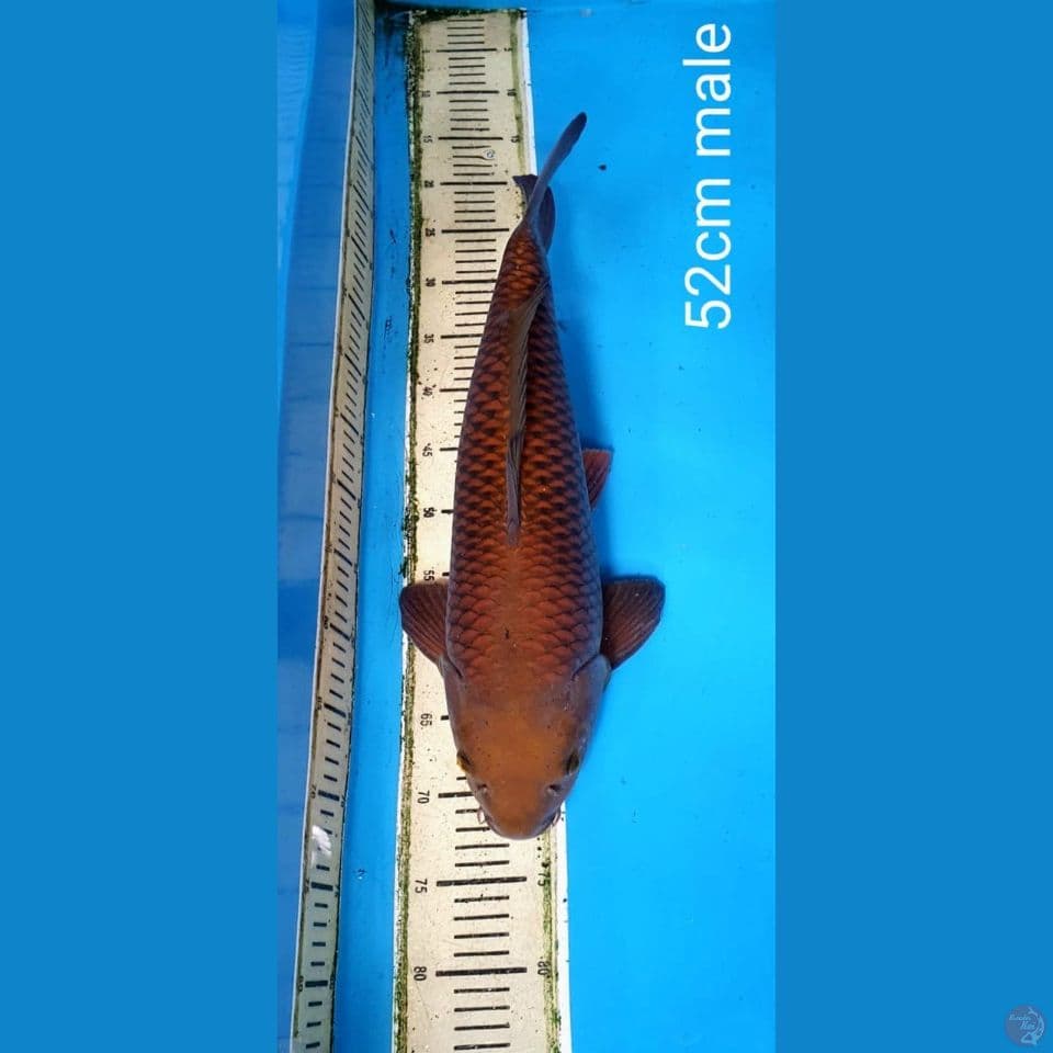 chagoi 52cm male