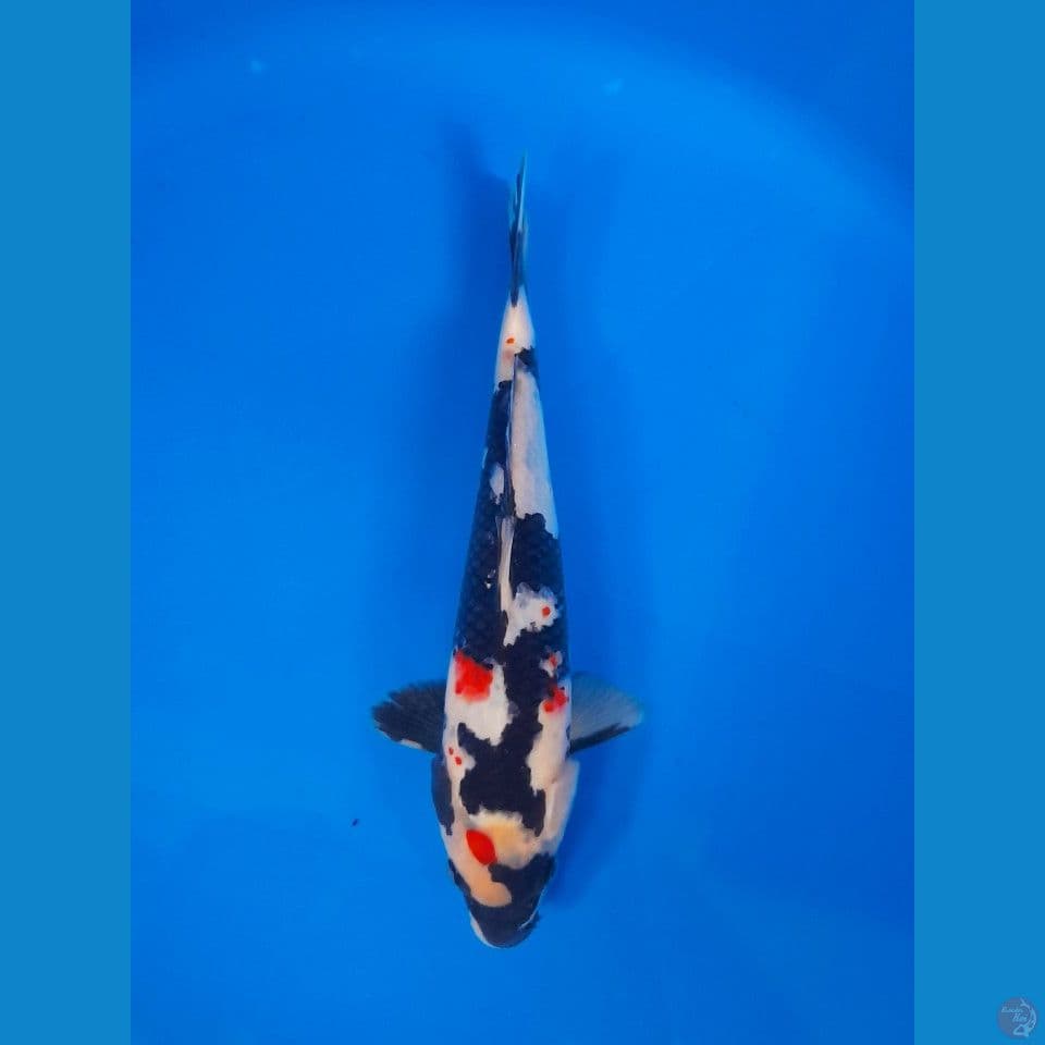 KINDAY SHOWA 26CM
