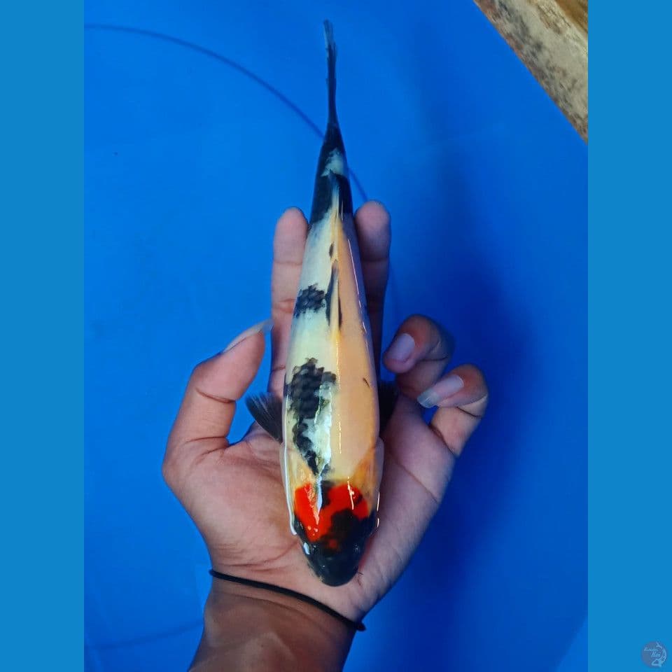 TC SHOWA 23CM