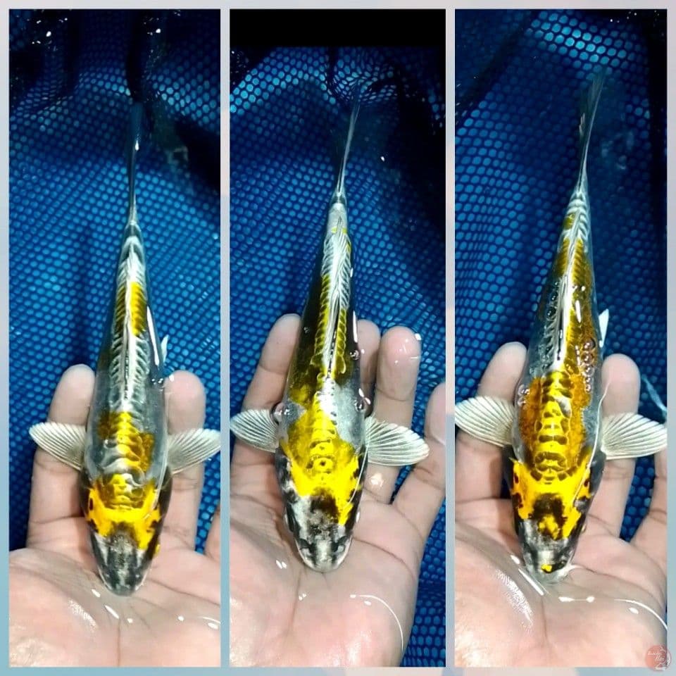 KIKOURYU 20CM 3ekor