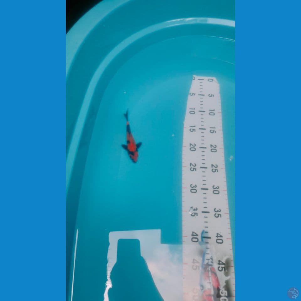 Hi-Utsuri SQ 15cm™