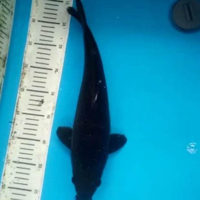 Karasu 41cm black josss