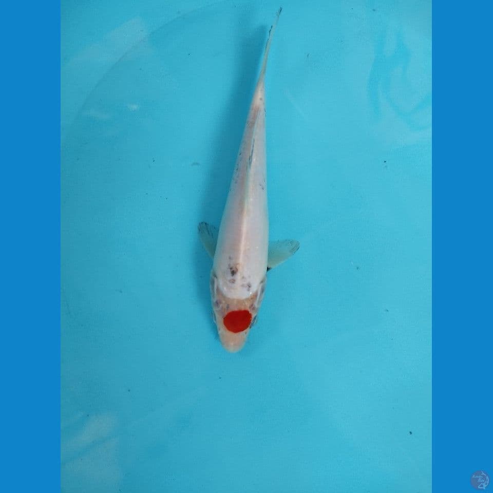 tc showa 22cm tategoi
