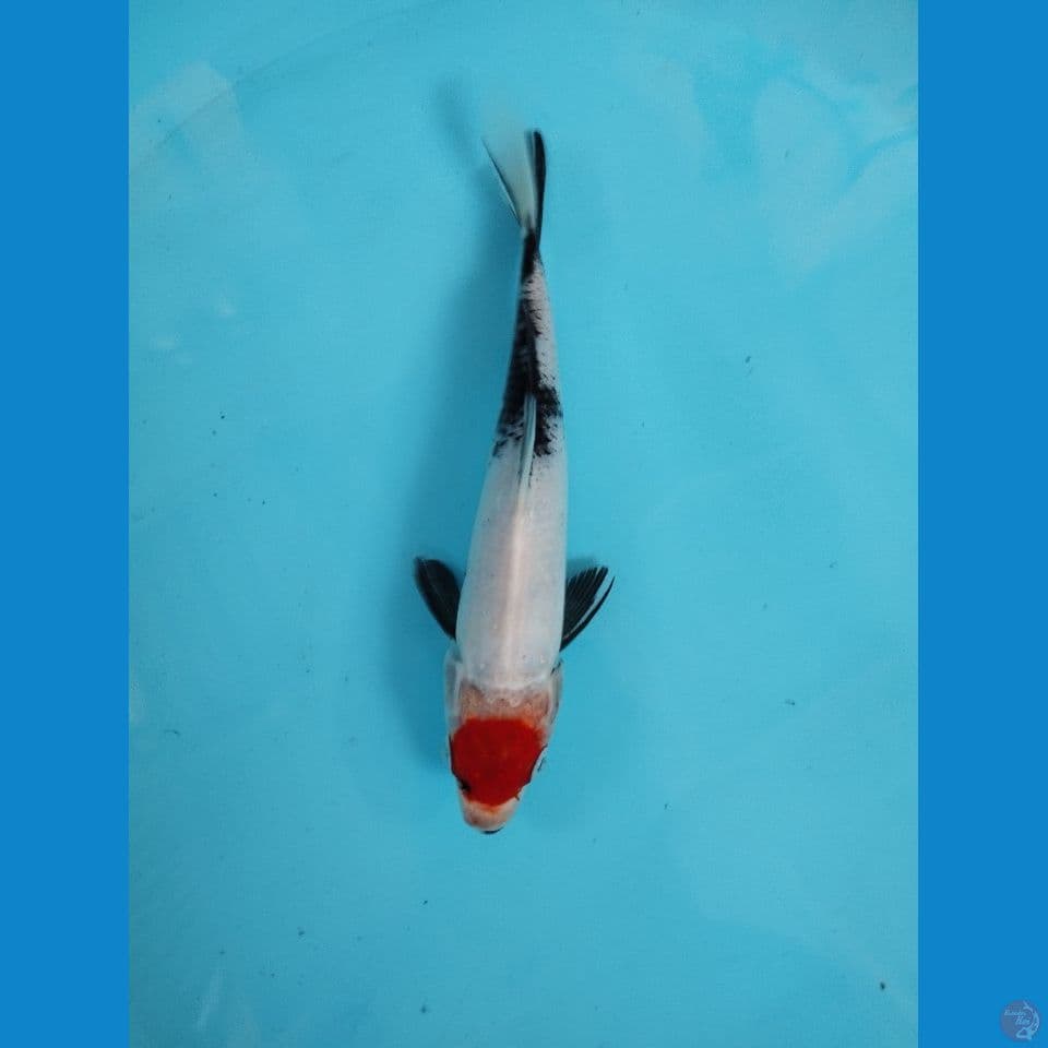tancho showa 23cm