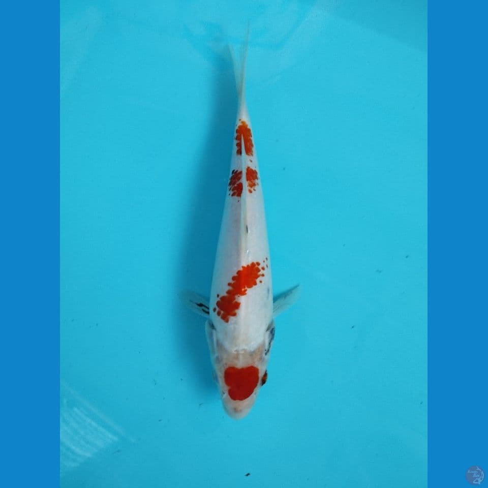 maruten kanoko showa 23cm