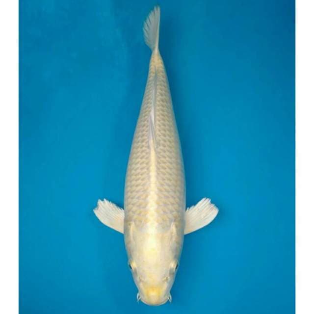 Ogon Import non serti