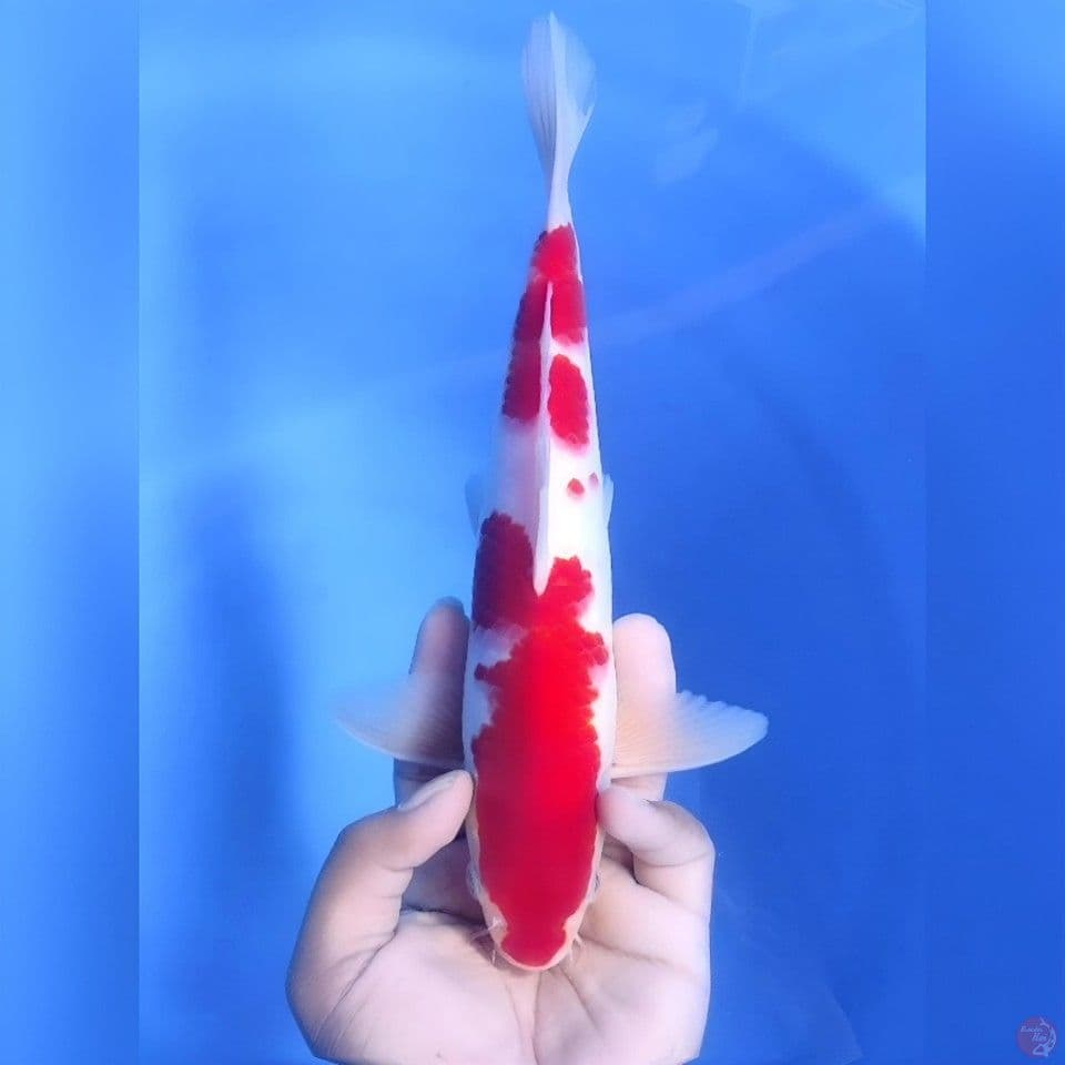 KOHAKU# 29CM - MALE