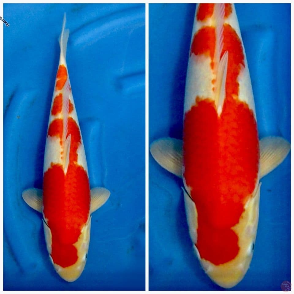 Kohaku ori 45cm male Sakai F1