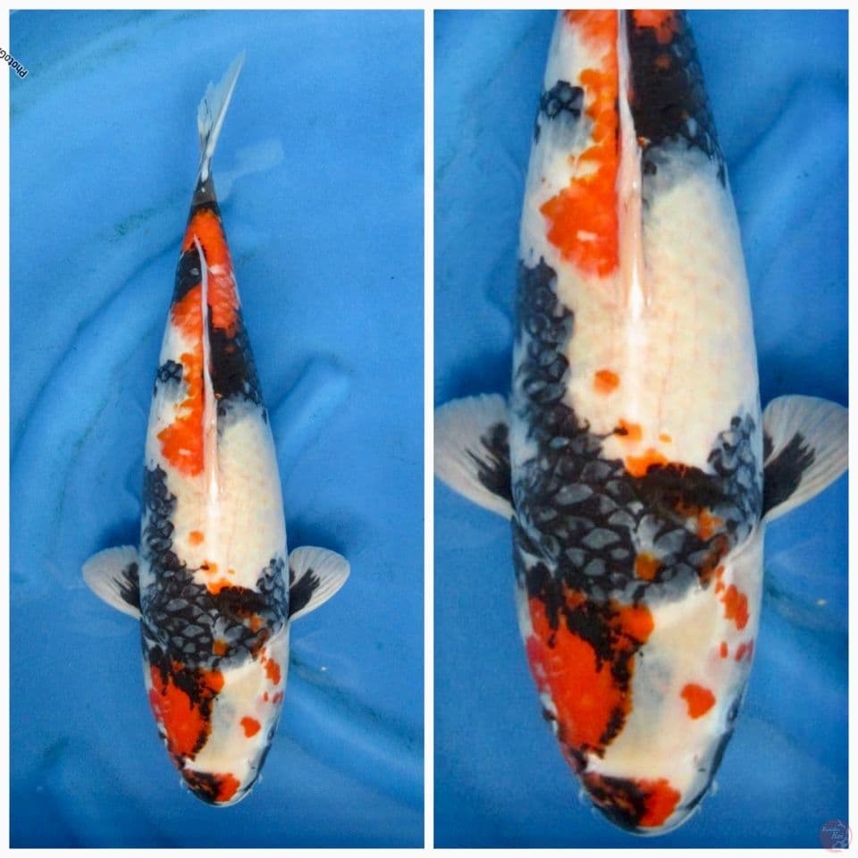 Kindai showa super jumbi F1 tategoi 50 cm male