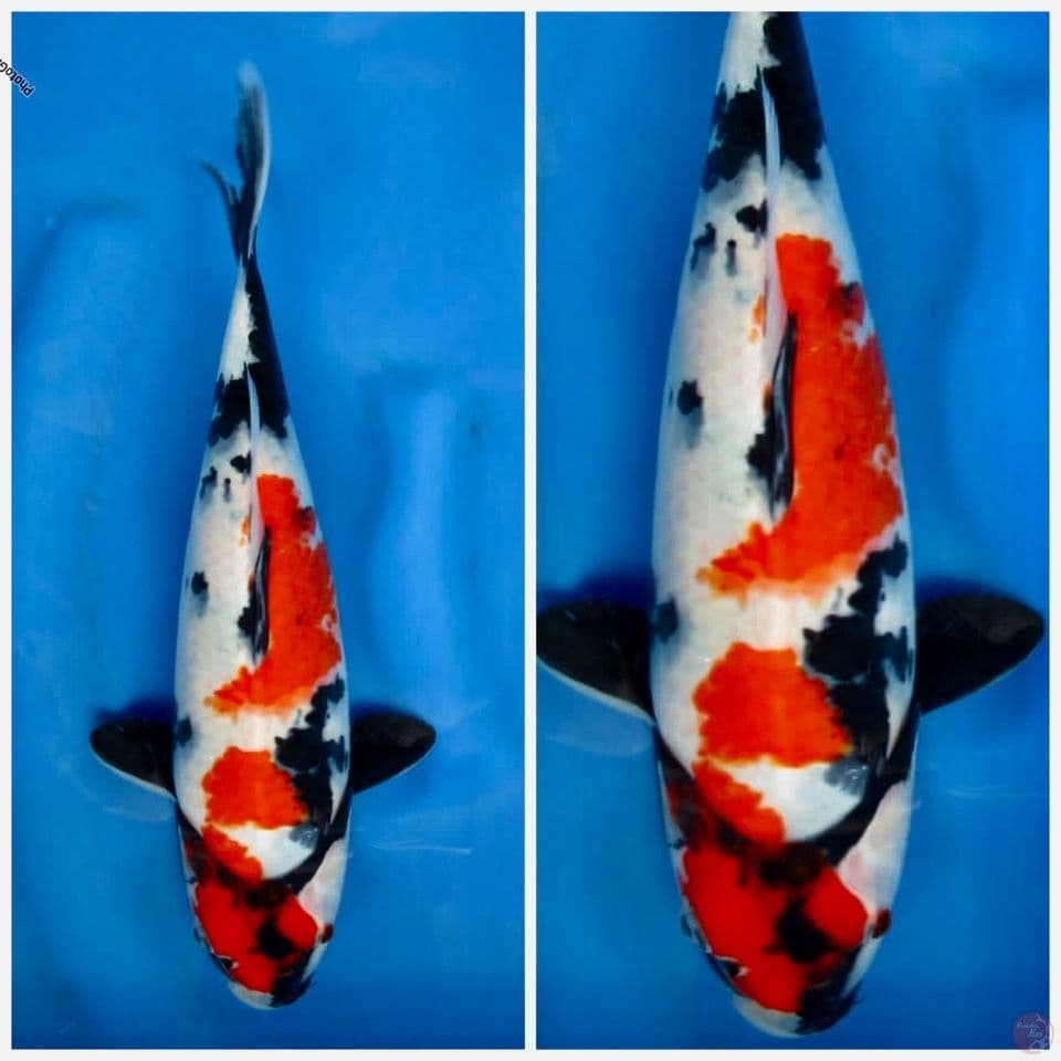 Showa petir ori 30cm F1