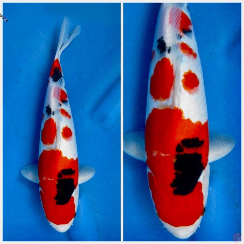 Sanke ori 34cm male