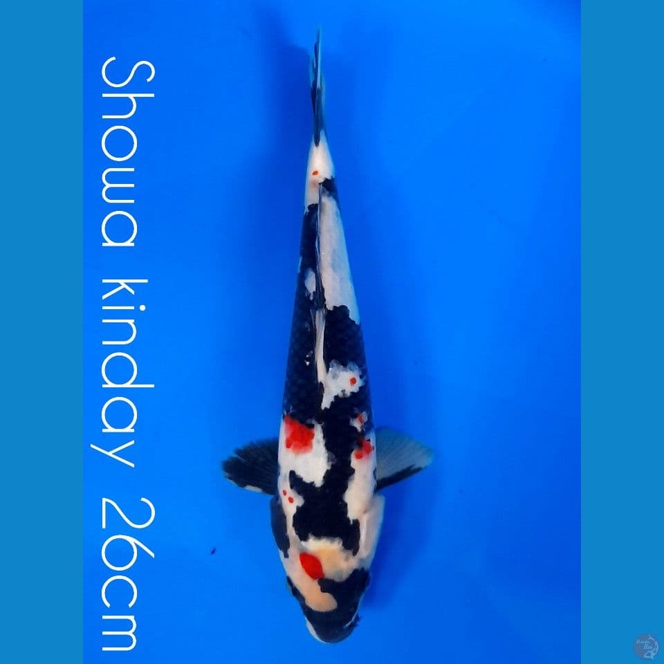 kinday showa 26cm