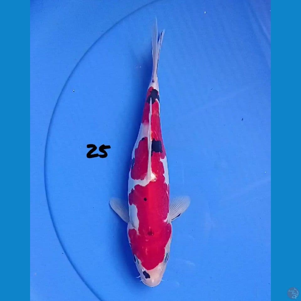 25cm SANKE DOIT ORI, MERAH STRONG