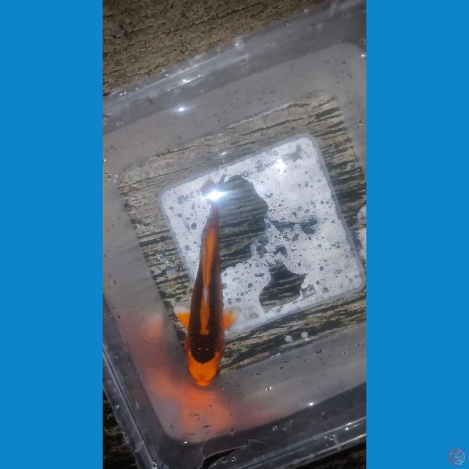 Kin Matsuba SQ 17cm™